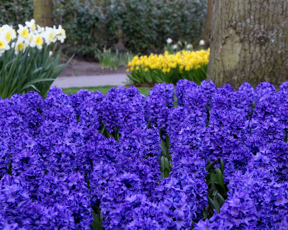 Hyacinth 'Blue Star'