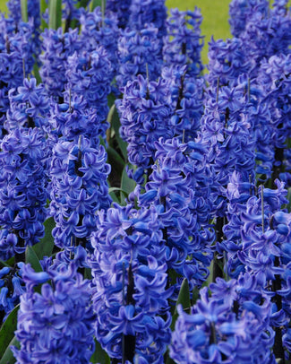 Hyacinth 'Blue Star' Flower BulbsBlue Star Bulbs UK - 1
