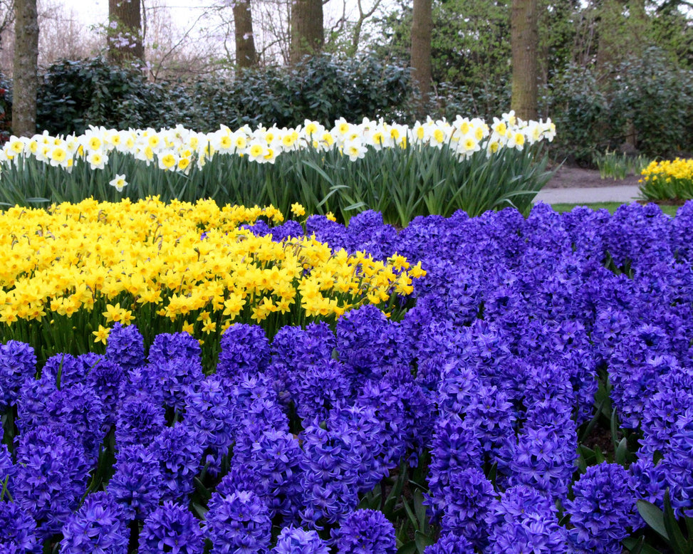 Hyacinth 'Blue Star'