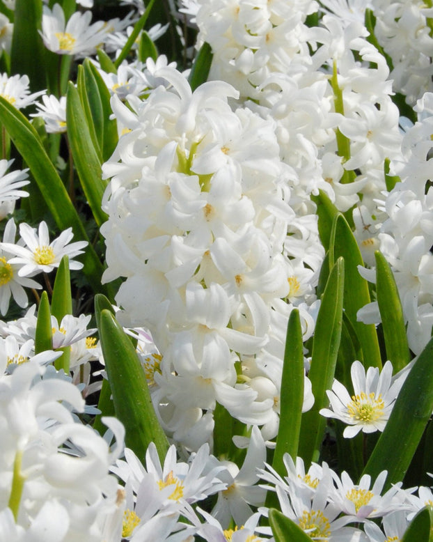 Hyacinth 'Carnegie'