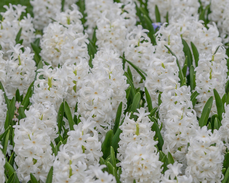 Flower BulbsCarnegie Bulbs UK - 2