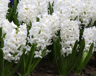 Hyacinth 'Carnegie' Hyacinth 'Carnegie'