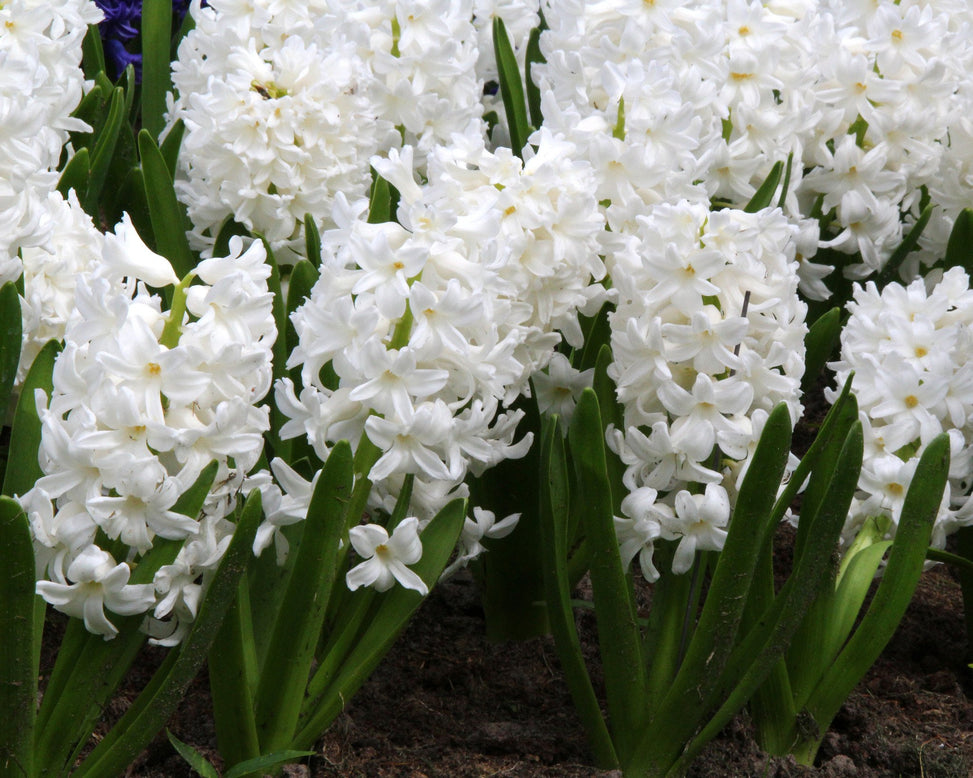 Hyacinth 'Carnegie'