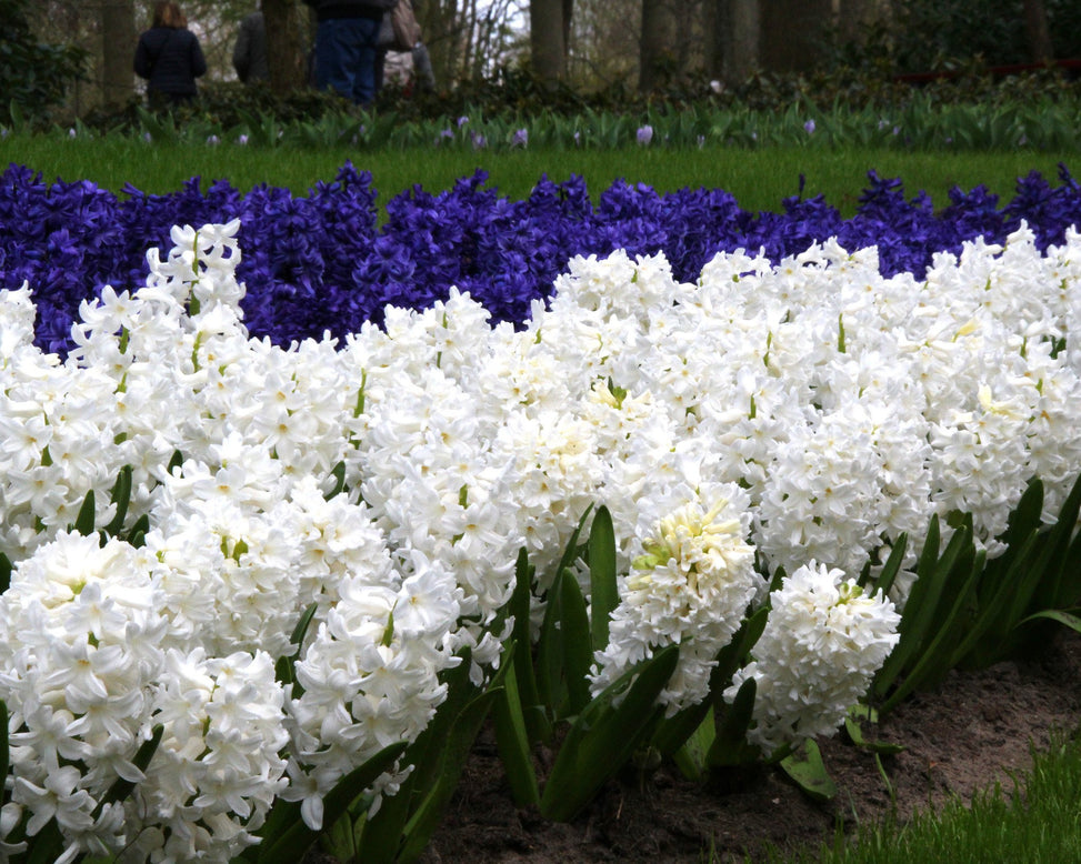 Hyacinth 'Carnegie'
