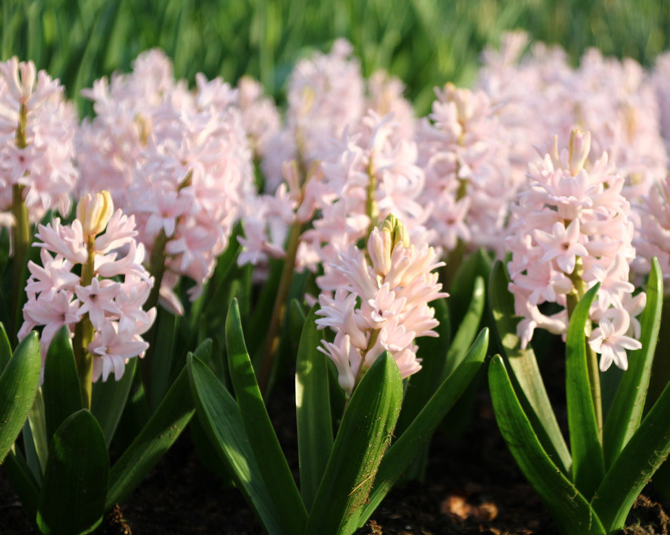 Hyacinth 'China Pink'