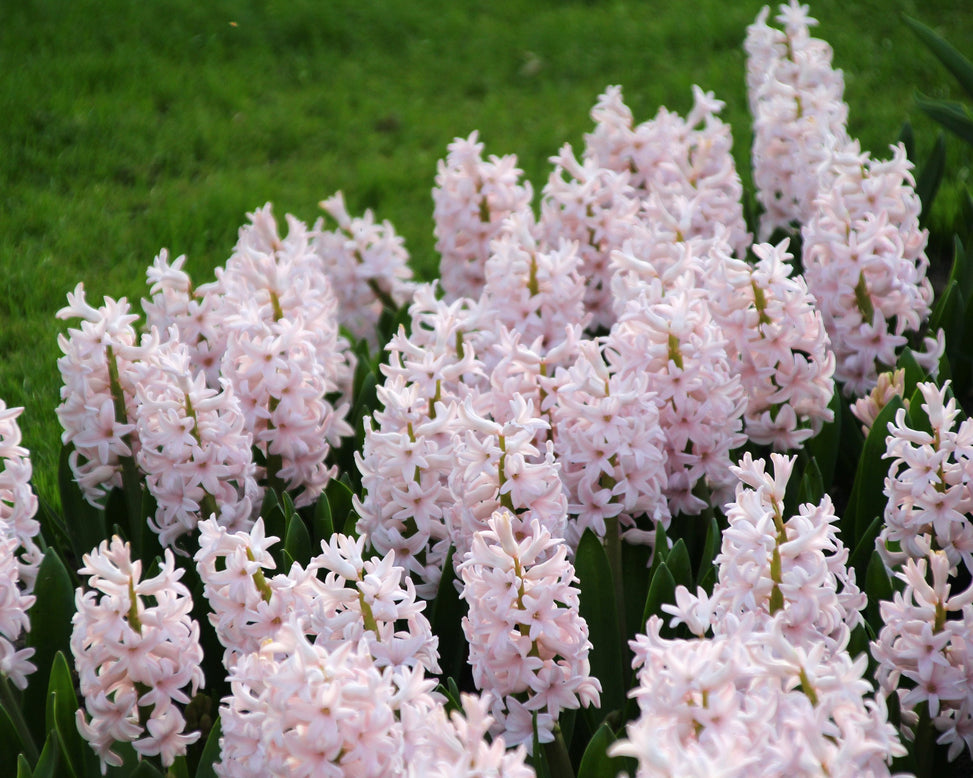 Hyacinth 'China Pink'