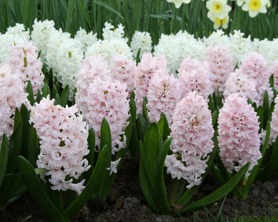 Hyacinth 'China Pink'