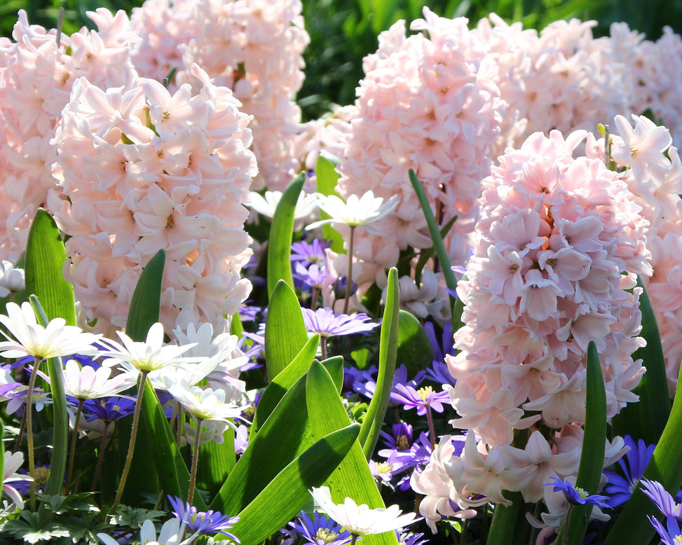 Hyacinth 'China Pink'