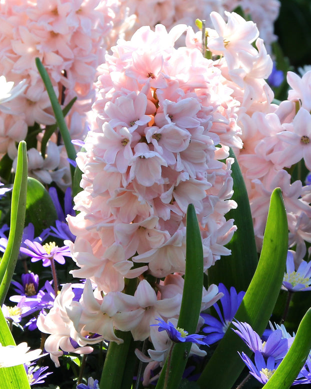 Hyacinth 'China Pink'