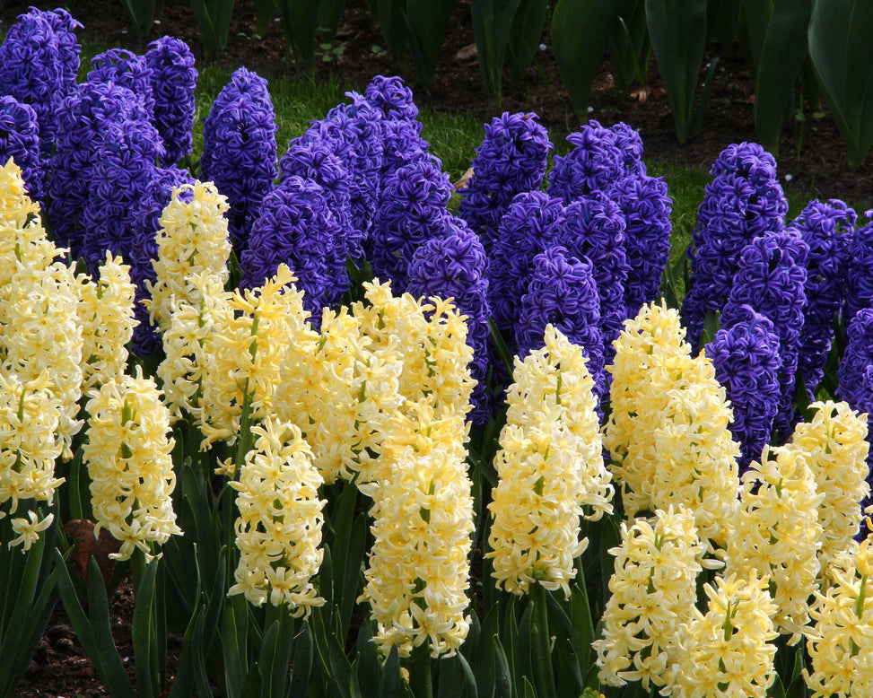 Hyacinth 'City of Haarlem'
