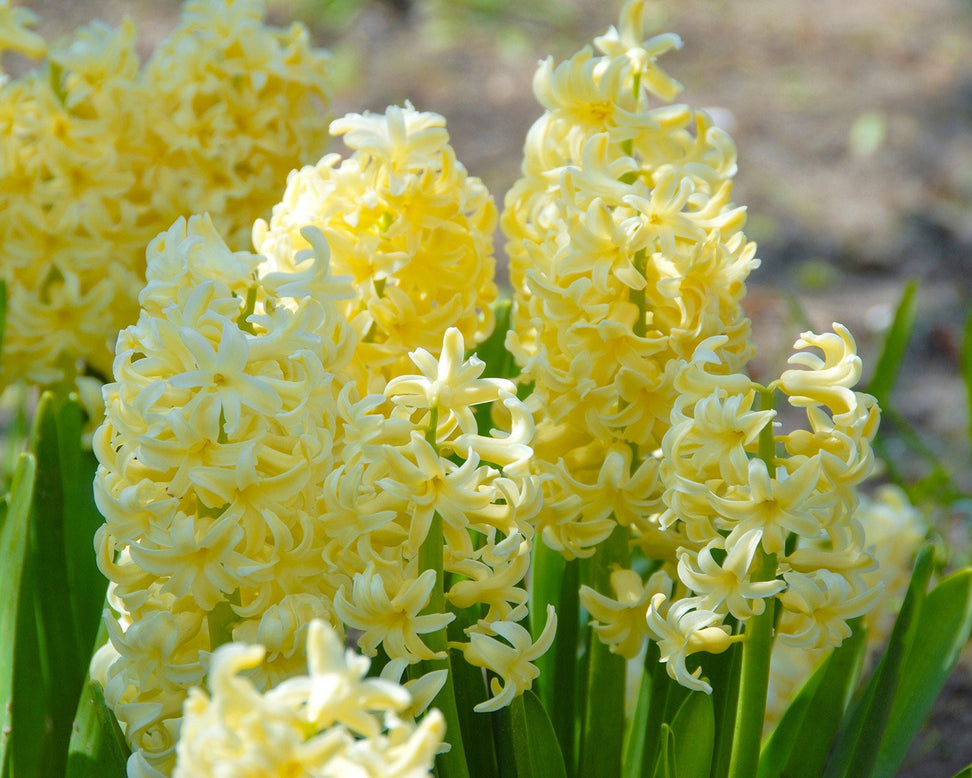 Flower BulbsCity of Haarlem Bulbs UK - 2