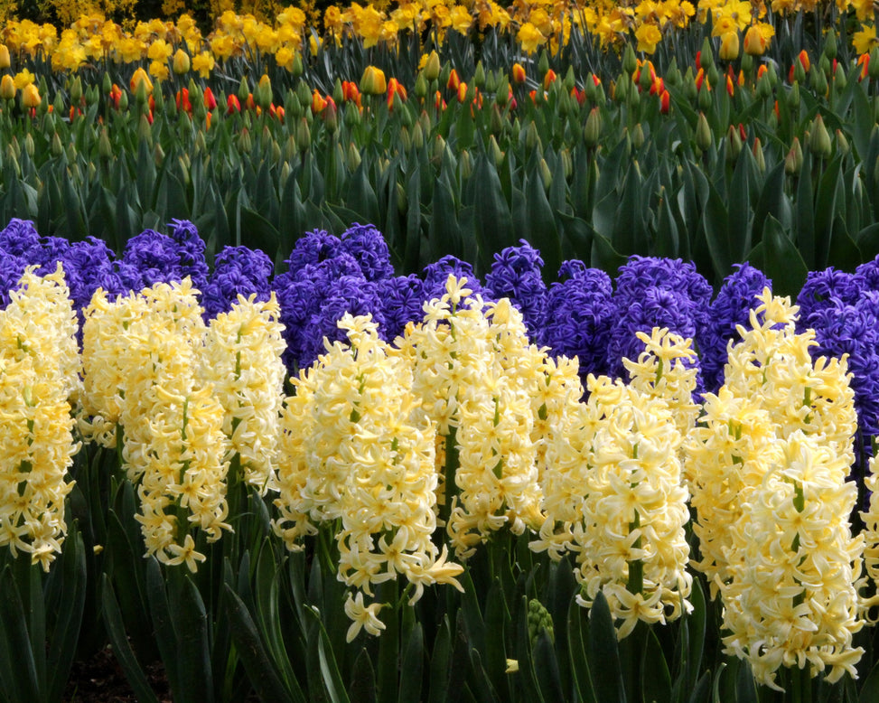 Hyacinth 'City of Haarlem'