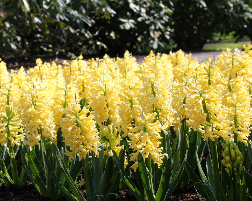 Hyacinth 'City of Haarlem'