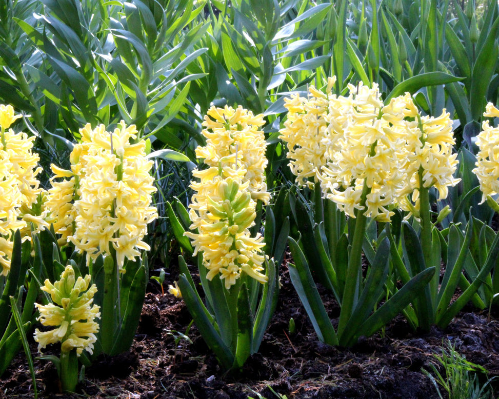 Hyacinth 'City of Haarlem'