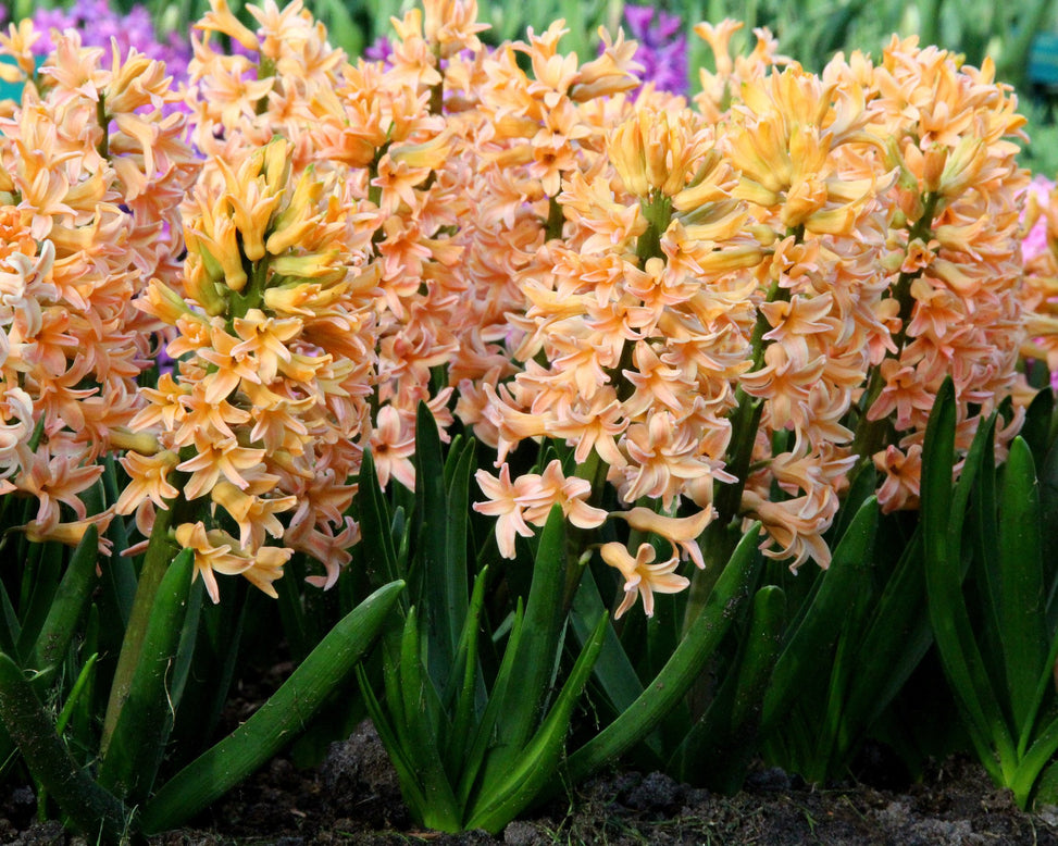 Hyacinth 'Gipsy Queen'