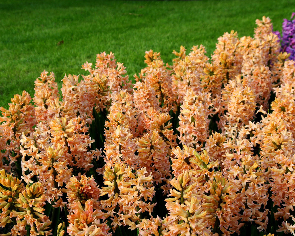 Hyacinth 'Gipsy Queen'