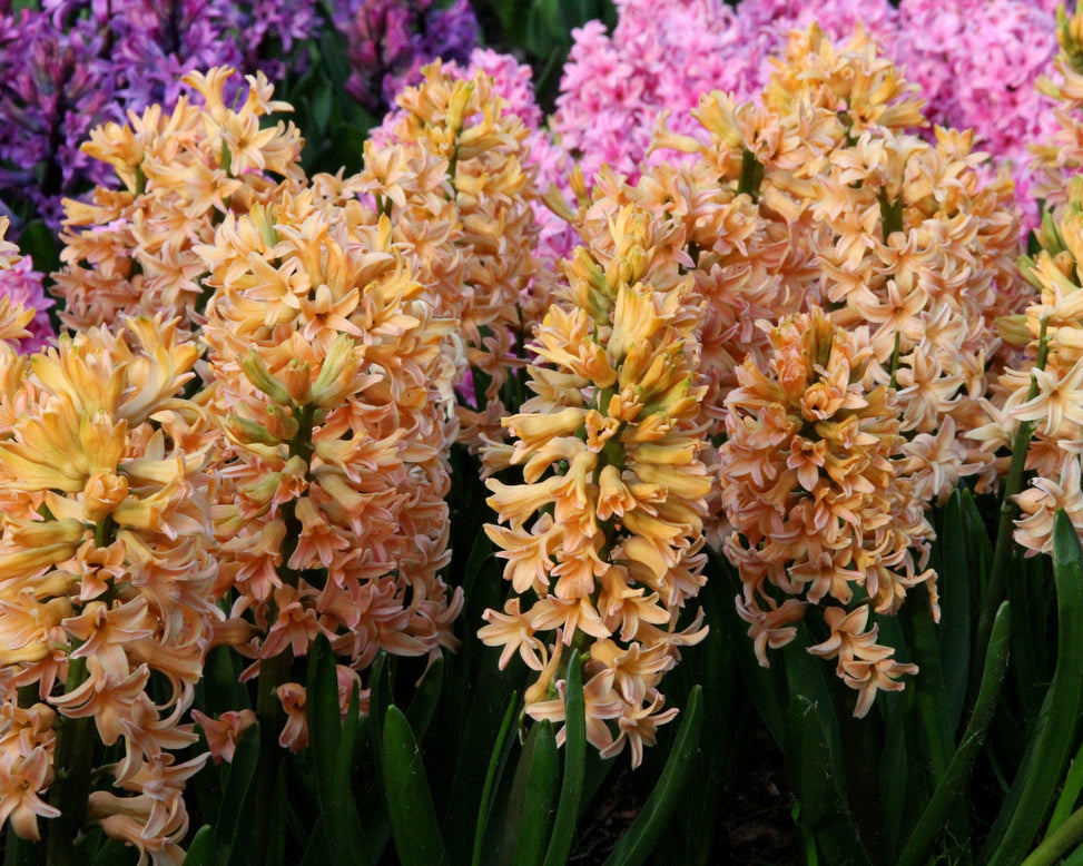 Hyacinth 'Gipsy Queen'
