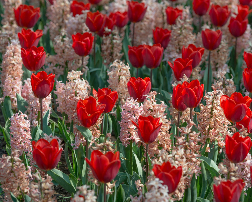 Flower BulbsGipsy Queen Bulbs UK - 2