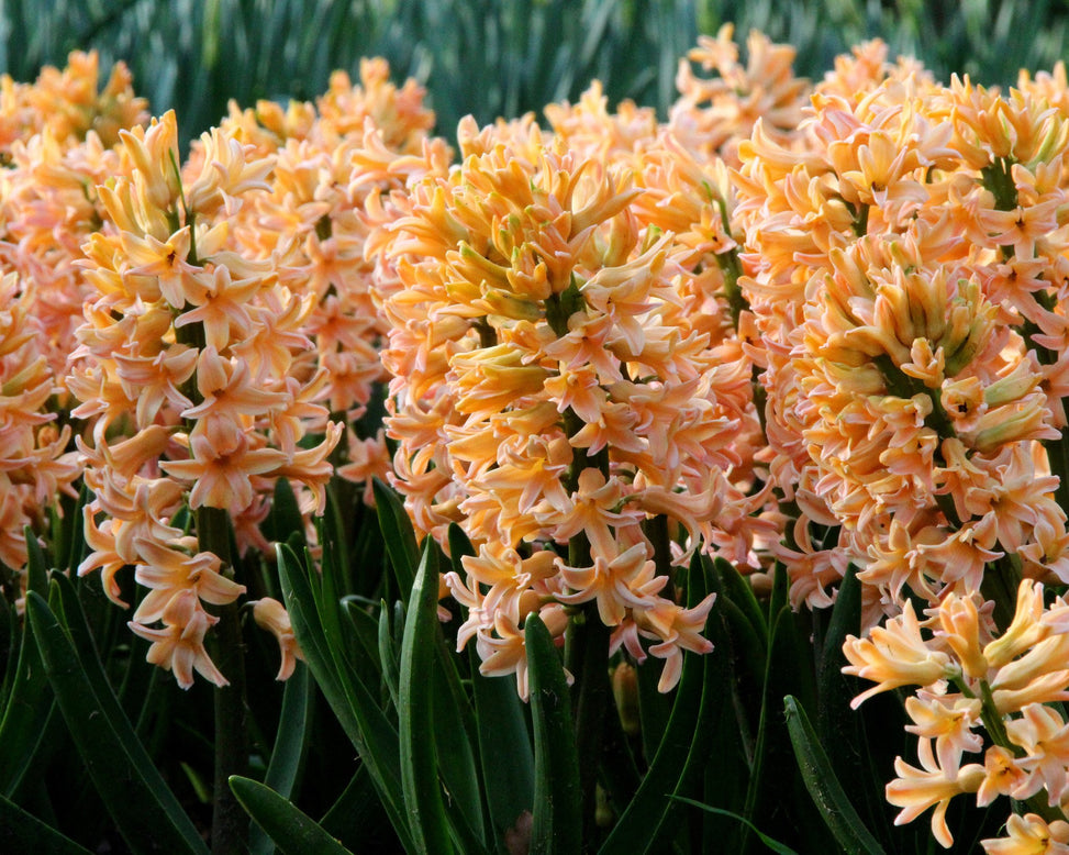 Hyacinth 'Gipsy Queen'