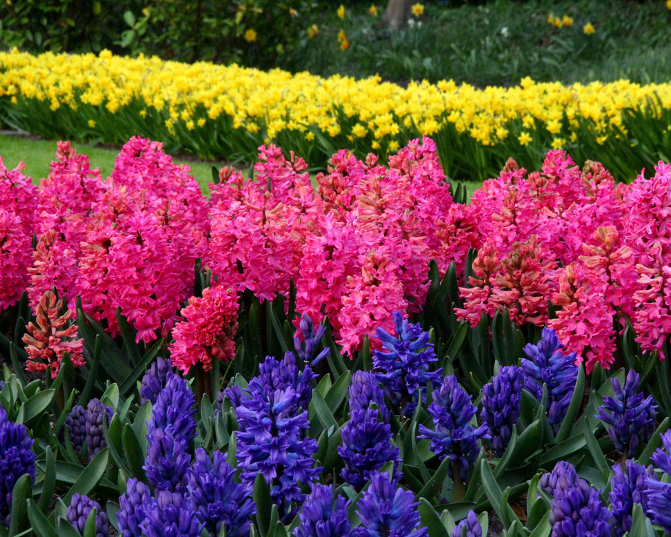 Hyacinth 'Jan Bos'