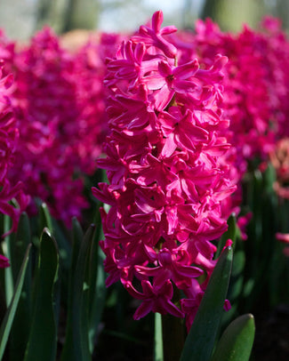 Hyacinth 'Jan Bos' Flower BulbsJan Bos Bulbs UK - 1