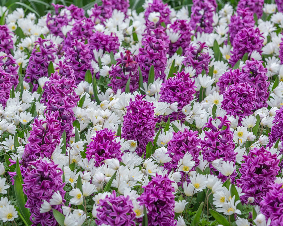 Flower BulbsMiss Saigon Bulbs UK - 3