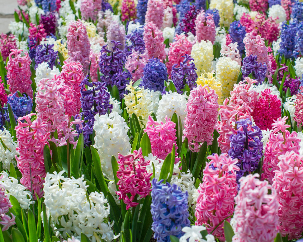 Flower BulbsHyacinths Mixed Colours Bulbs UK - 4