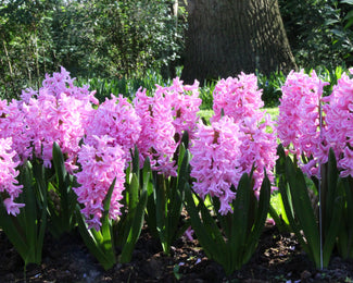 Hyacinth 'Pink Pearl' Flower BulbsPink Pearl Bulbs UK - 1