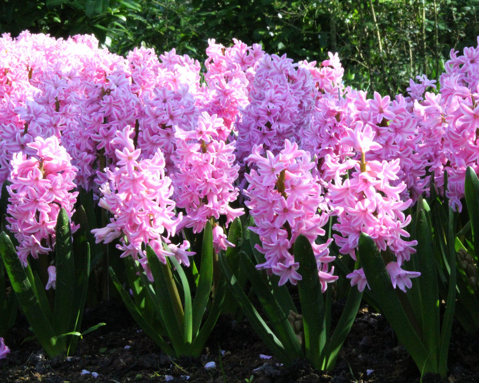 Hyacinth 'Pink Pearl'