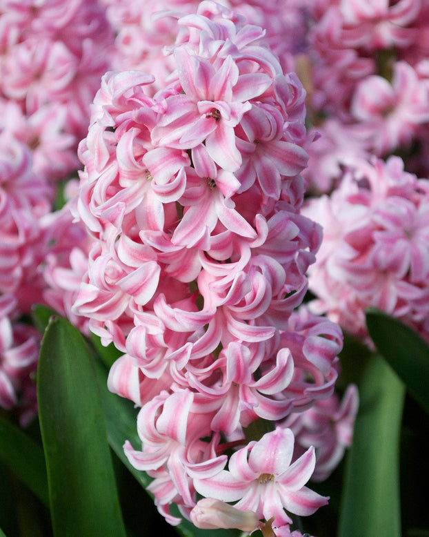 Flower BulbsPink Pearl Bulbs UK - 1