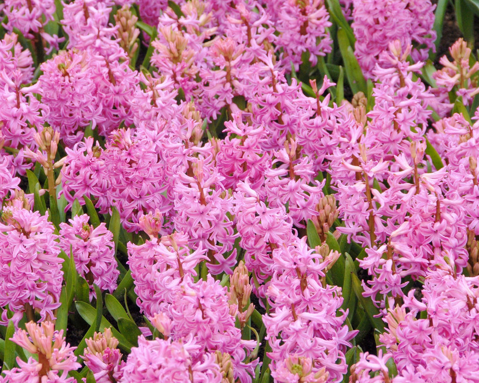 Flower BulbsPink Pearl Bulbs UK - 3