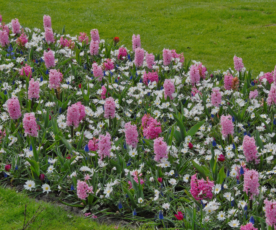 Flower BulbsPink Pearl Bulbs UK - 2