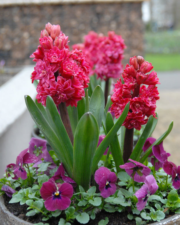 Flower BulbsRed Diamond Bulbs UK - 4