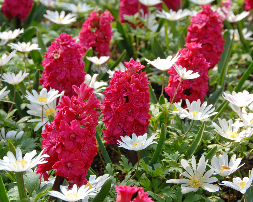 Flower BulbsRed Diamond Bulbs UK - 3