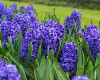 Hyacinth 'Royal Navy' Flower BulbsRoyal Navy™ Bulbs UK - 1