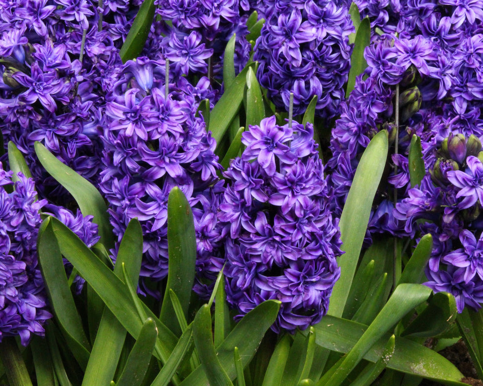 Hyacinth 'Royal Navy'