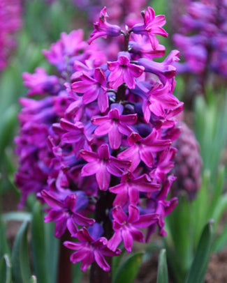Hyacinth 'Woodstock' Hyacinth 'Woodstock'