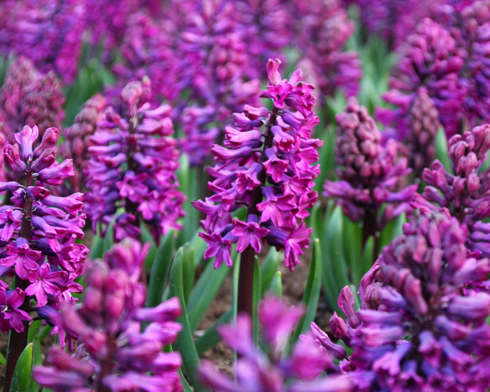 Hyacinth 'Woodstock'
