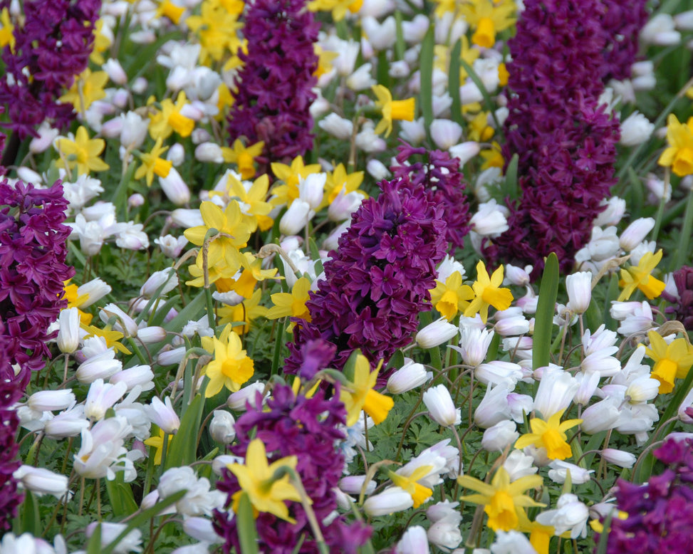 Flower BulbsWoodstock™ Bulbs UK - 3