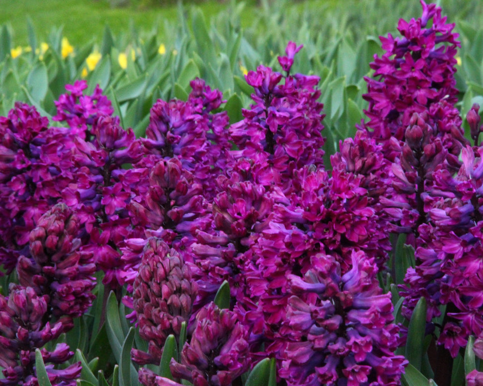 Hyacinth 'Woodstock'