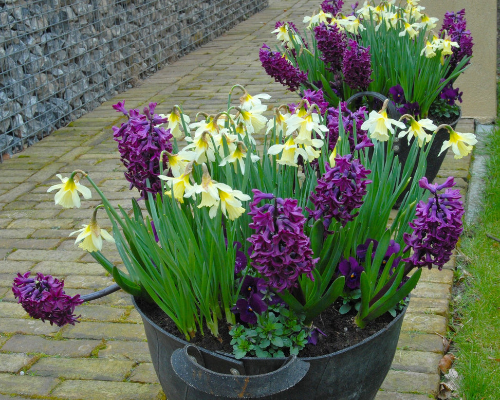 Flower BulbsWoodstock™ Bulbs UK - 2