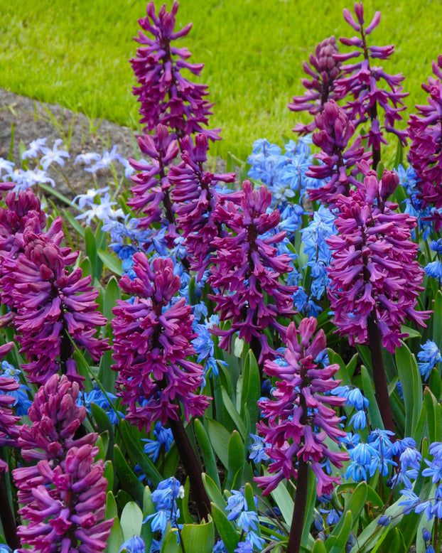 Flower BulbsWoodstock™ Bulbs UK - 1