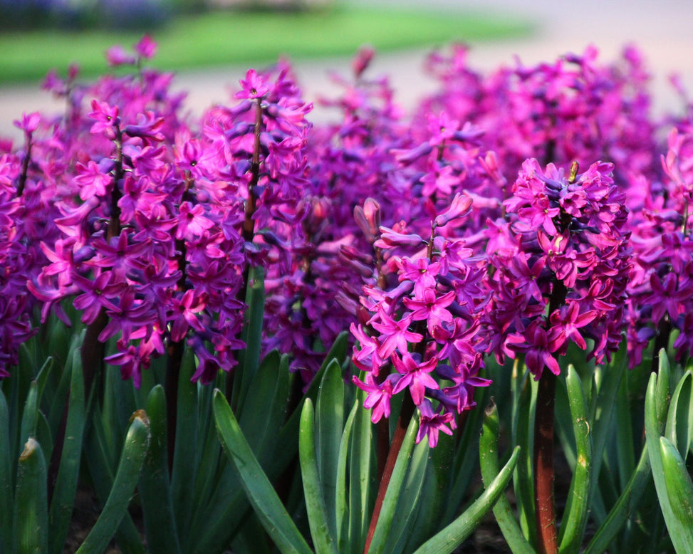 Hyacinth 'Woodstock'