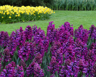 Hyacinth 'Woodstock' Hyacinth 'Woodstock'