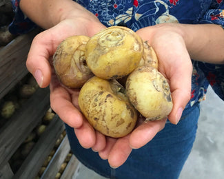 Hyacinthoides 'Excelsior' Hyacinthoides 'Excelsior'