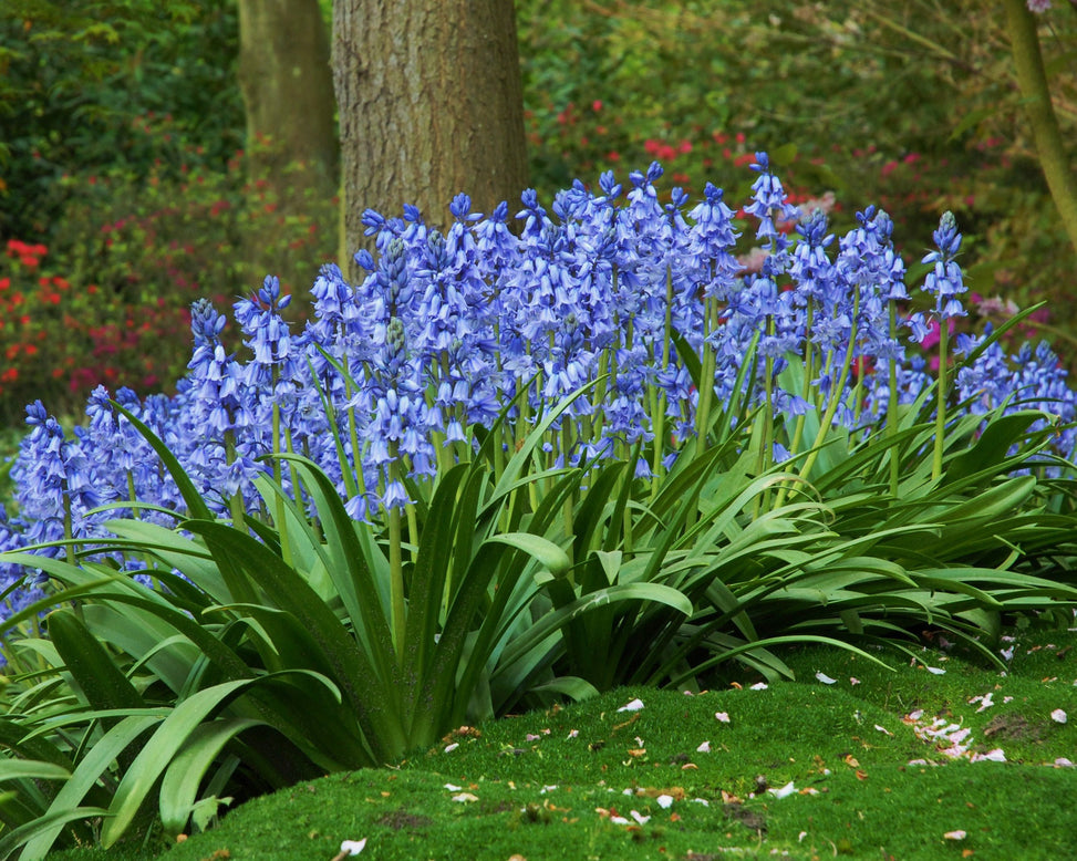 Hyacinthoides 'Excelsior'
