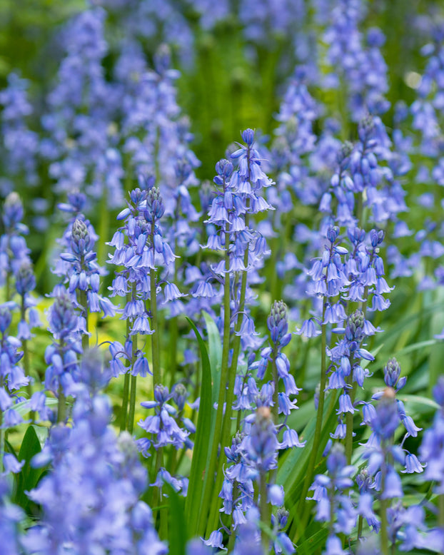Hyacinthoides 'Excelsior'