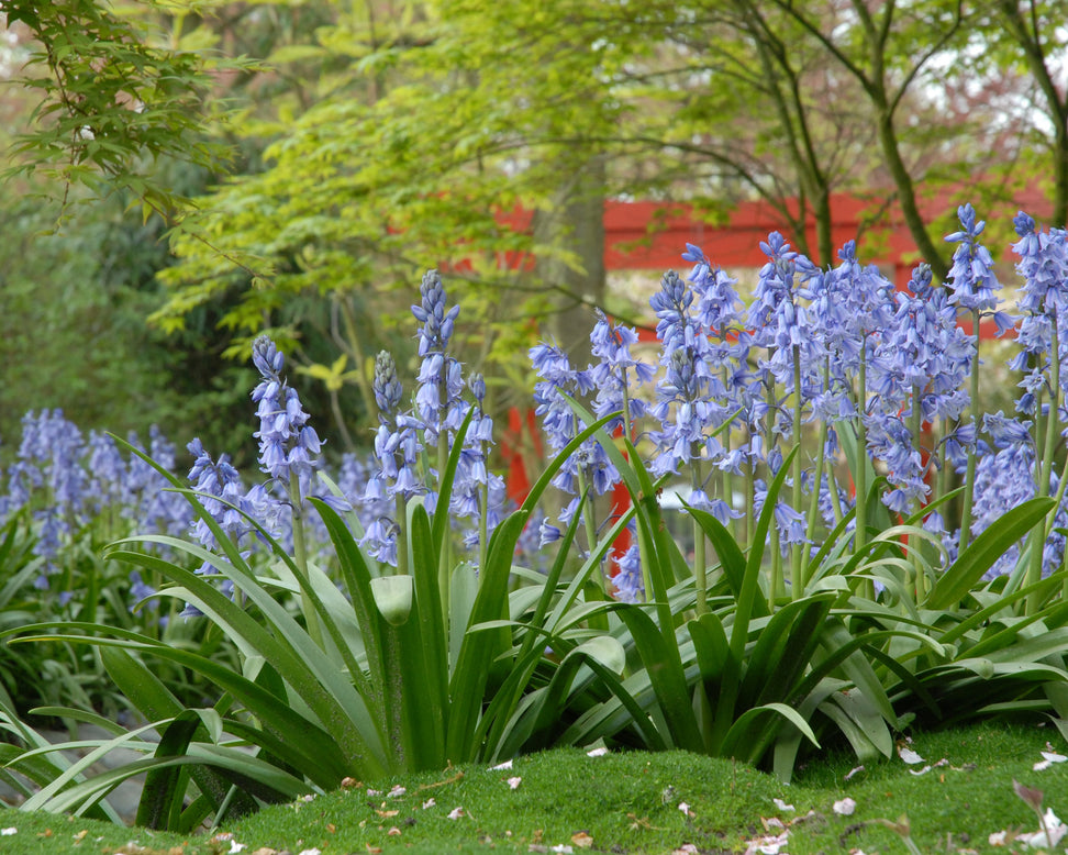 Hyacinthoides 'Excelsior'