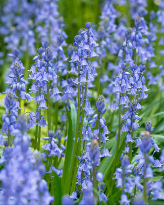 Hyacinthoides non-scripta Hyacinthoides non-scripta