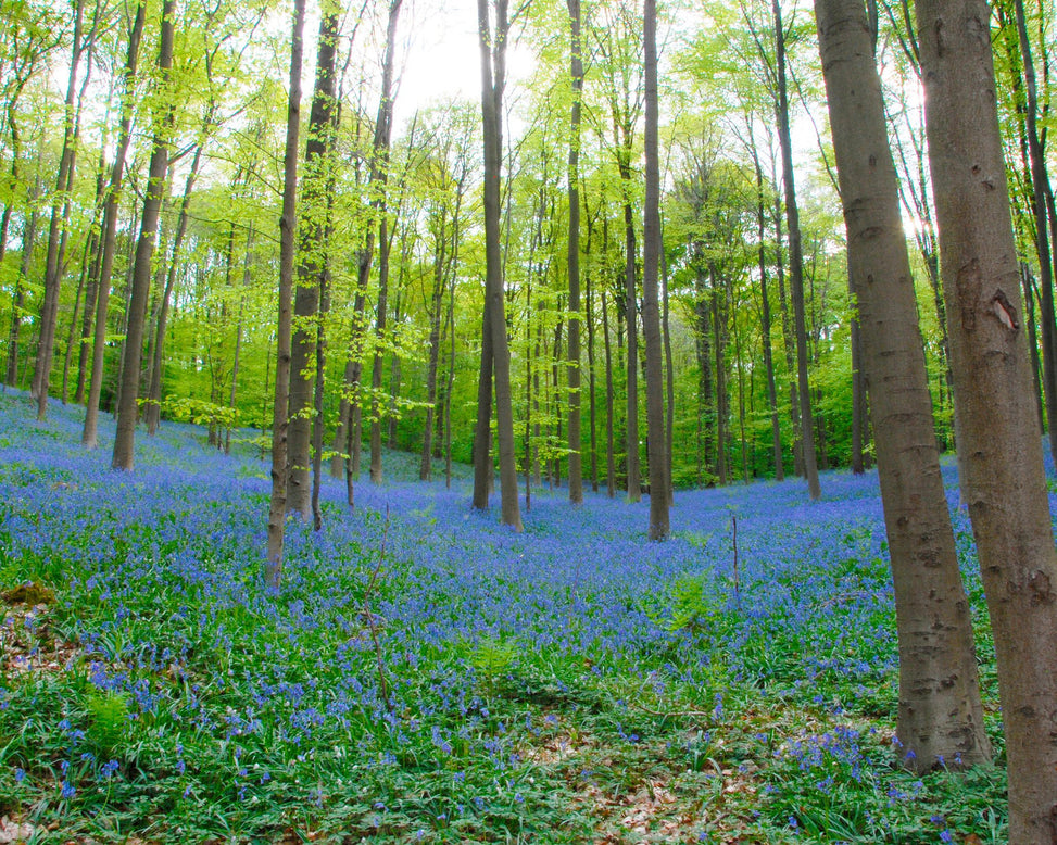 Flower Bulbsnon-scripta Bulbs UK - 2